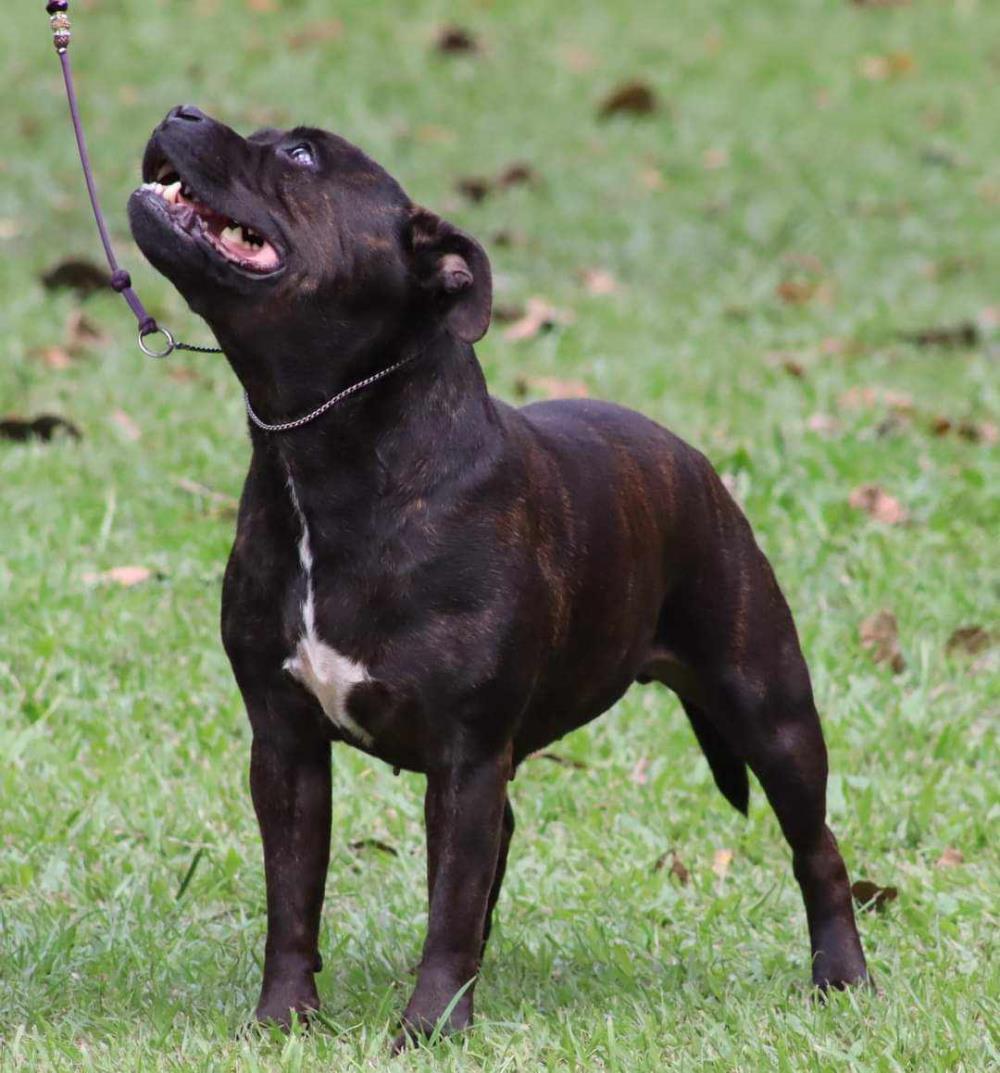 Mackay Kennel Club Inc (Show 1) Show Manager Results