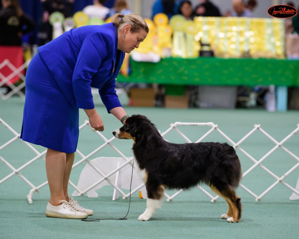 Australian Shepherd Club of Victoria - Show Manager Results