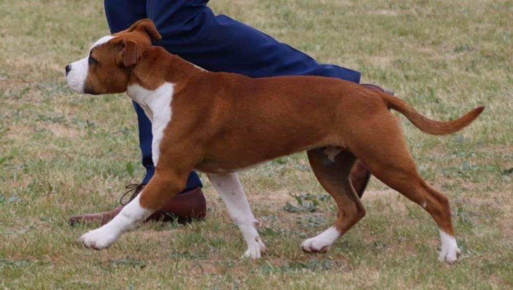Central Highlands Kennel Club Inc (PM Show) Show Manager Results