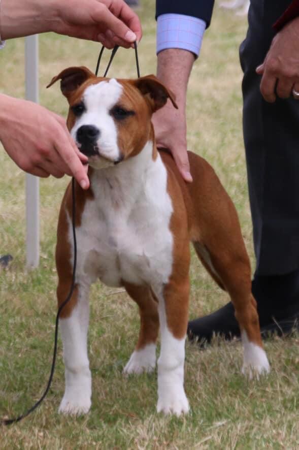 Central Highlands Kennel Club Inc (PM Show) Show Manager Results