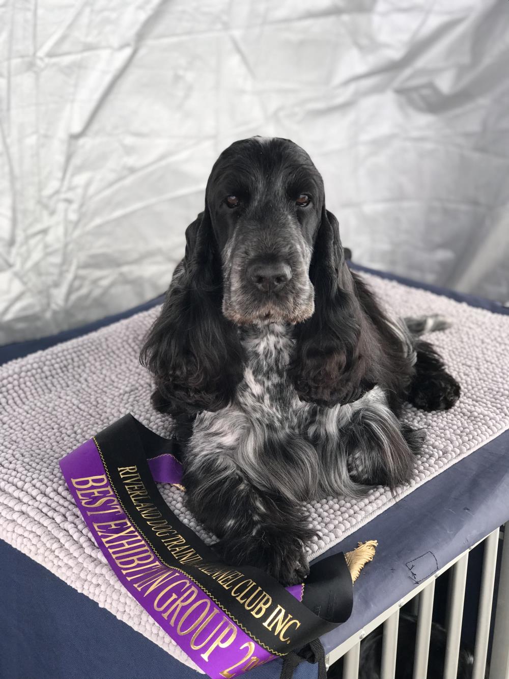 Mount City & District Kennel Club Inc (Blue Show) - Show Manager Results